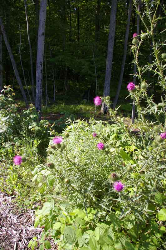 Pink, thistle wild flowers